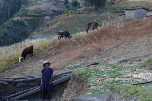 Peru Pango