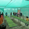 Setzlinge für den Gemüseanbau Peru