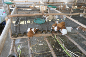 Meerschweinchenzucht Peru