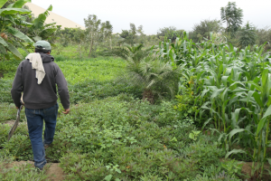 Gemüseanbau Peru